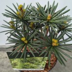 Dáždnikovec praslenovitý (Sciadopitys Verticillata) ´GREEN DIAMOND´ – výška: 25-35 cm, kont. C3L (-29°C)